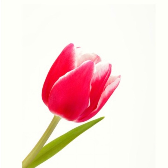 pink_tulip123